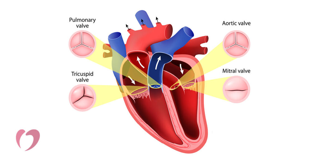 Leaky Heart Valves: Causes, Diagnosis, and Treatment - Oklahoma Heart Hospital
